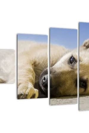 Oryginalny Schilderij - Liggende pup