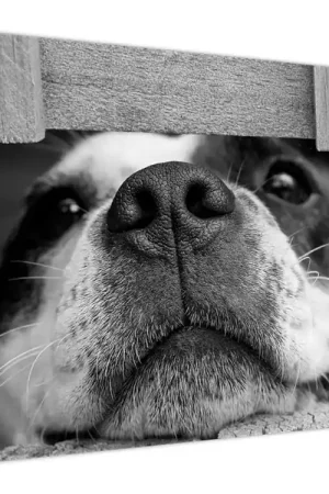 Schilderij - Hond Premium