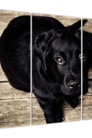 Schilderij - Zwarte pup Wyprzedaż