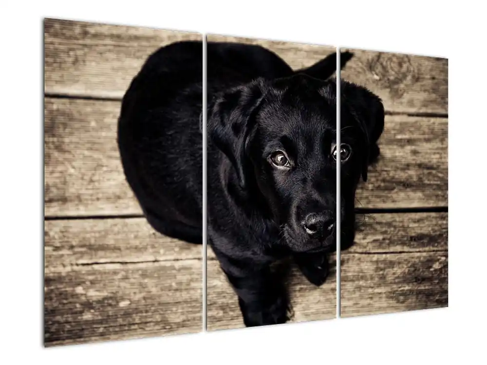Schilderij - Zwarte pup Wyprzedaż