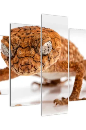 Schilderij - Hagedis Zwrot pieniędzy