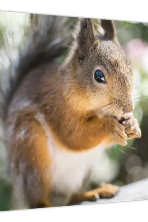 Najlepsza cena Schilderij - Eekhoorn