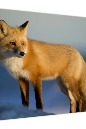 Nowość Schilderij - Vos in de sneeuw