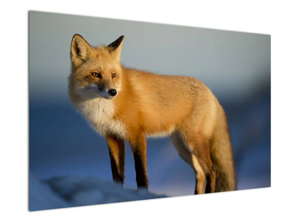 Nowość Schilderij - Vos in de sneeuw