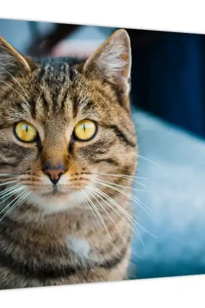 Ekspresowa dostawa Schilderij - Huispoes