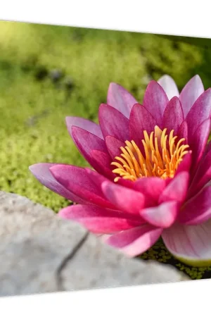 Darmowa dostawa Schilderij - Waterlelie