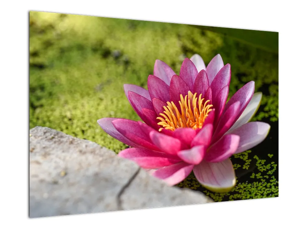 Darmowa dostawa Schilderij - Waterlelie