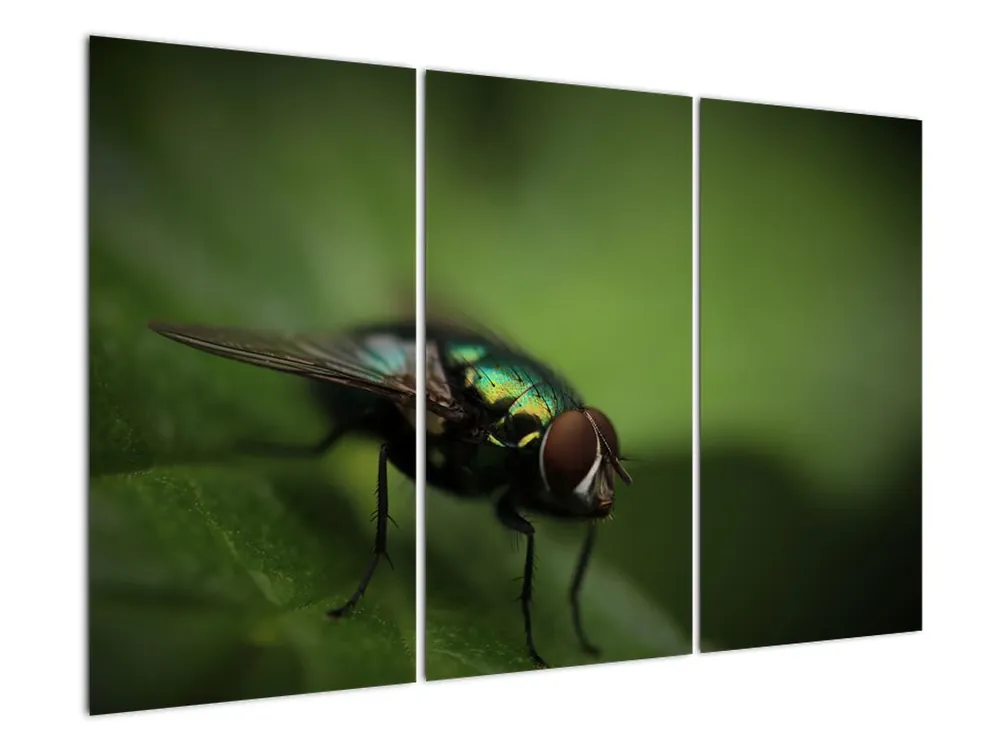 Promocja Schilderij - Vlieg