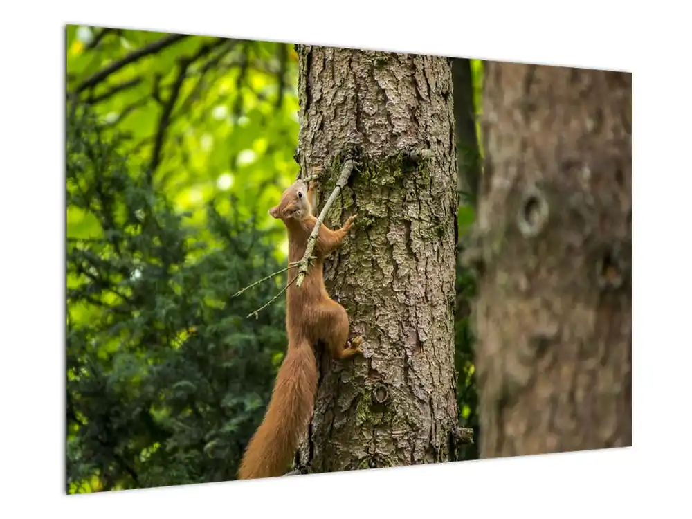 Schilderij - Eekhoorn Autentyczny