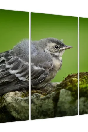 Schilderij - Grauwe vliegenvanger Niska cena