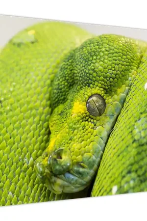 Schilderij - Slang Autentyczny