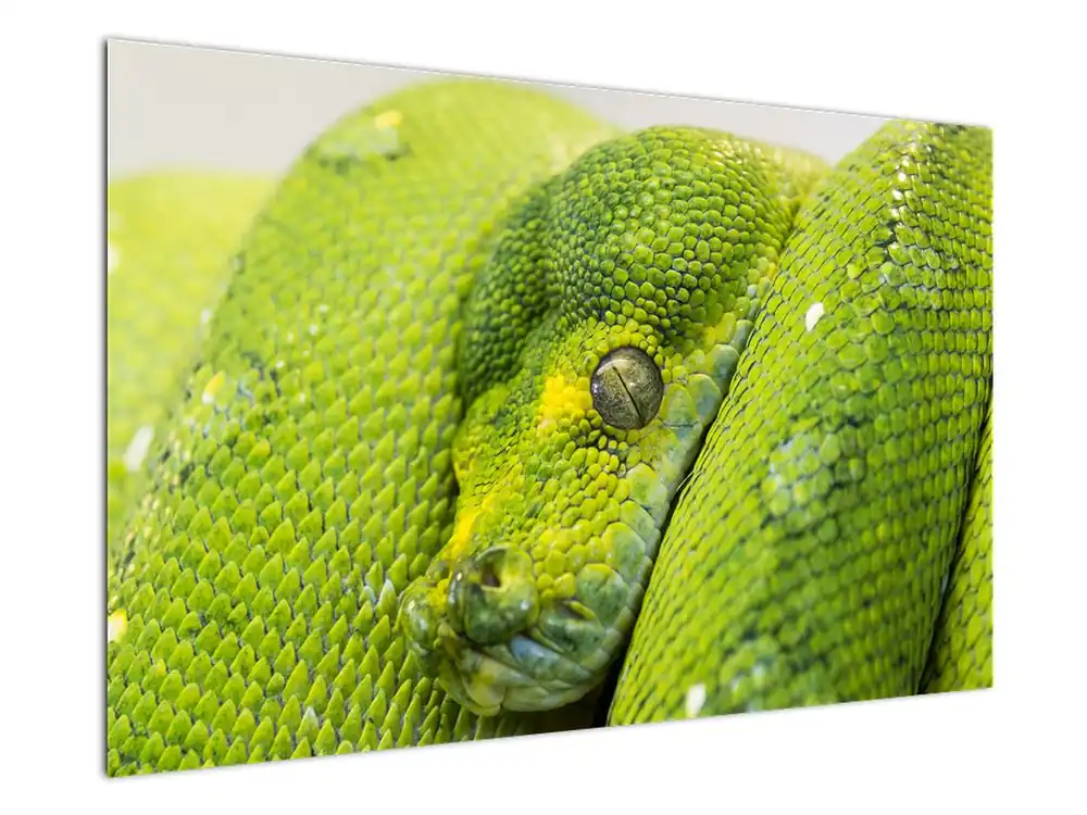 Schilderij - Slang Autentyczny