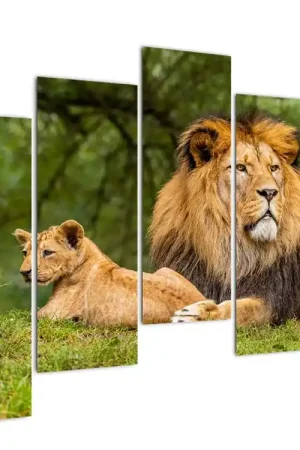 Schilderij - Leeuwen Darmowa dostawa