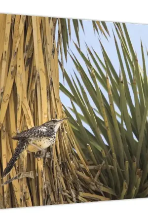 Bezpieczna płatność Schilderij - Winterkoninkje