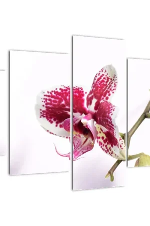 Schilderij - Orchideebloesem Szybka dostawa