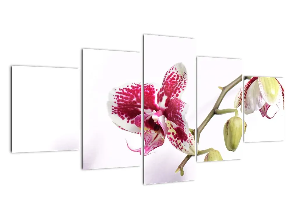 Schilderij - Orchideebloesem Szybka dostawa