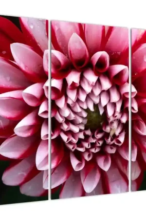 Schilderij - Roze dahlia Zwrot pieniędzy