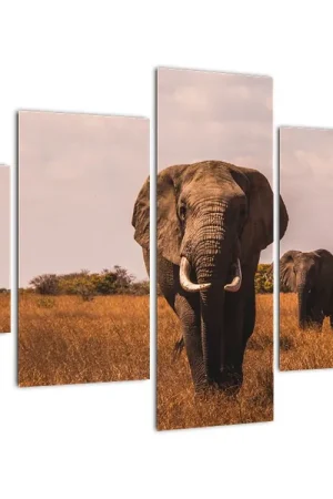 Schilderij - Tegemoet komende olifant Tani