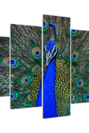 Bezpieczna płatność Schilderij - Pauw