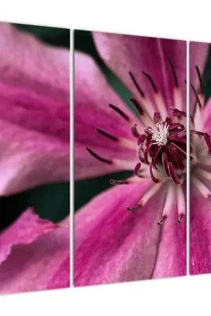 Rabat Schilderij - Roze bloesem van clematis