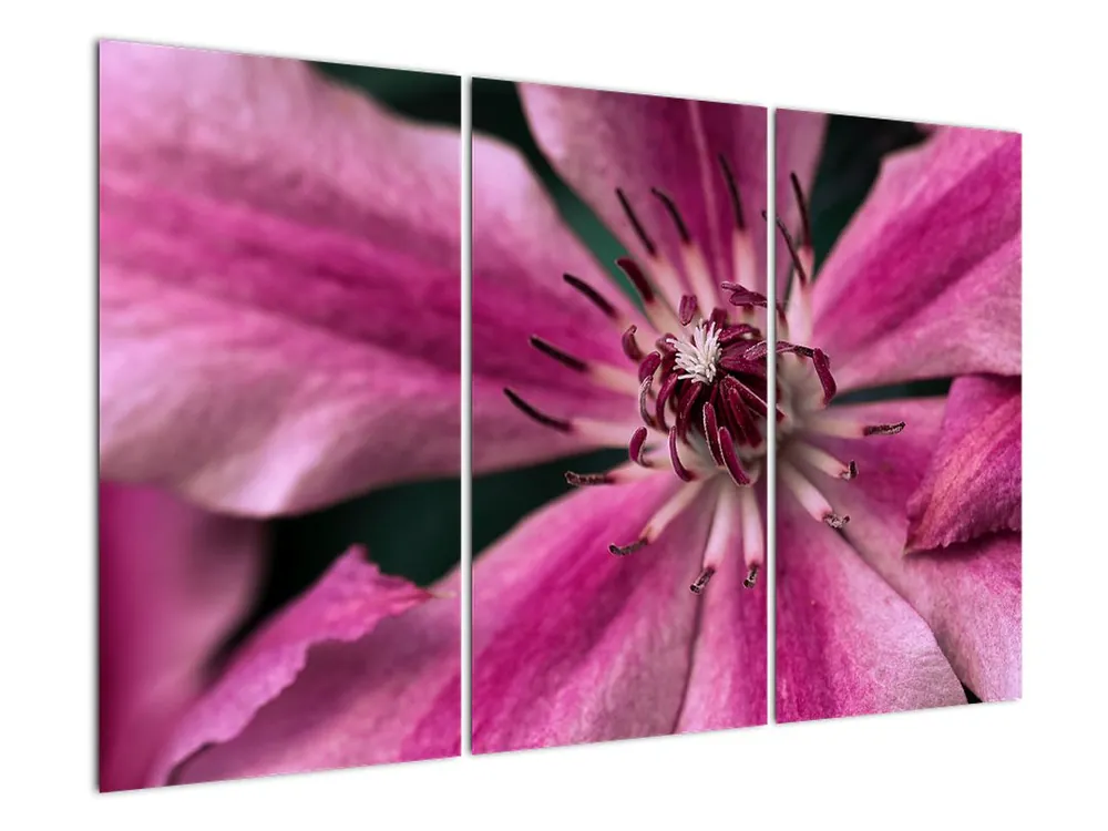 Rabat Schilderij - Roze bloesem van clematis