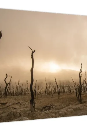 Schilderij - Kale bomen Oferta limitowana