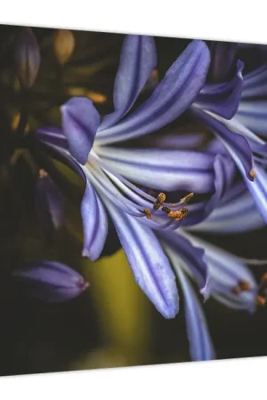 Schilderij - Lila Premium