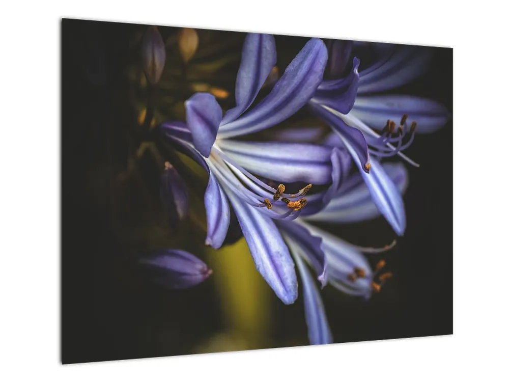 Schilderij - Lila Premium