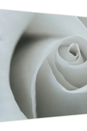 Schilderij - Witte roos Tani