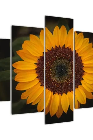 Tylko dziś Schilderij - Zonnebloem en bloemblaadjes