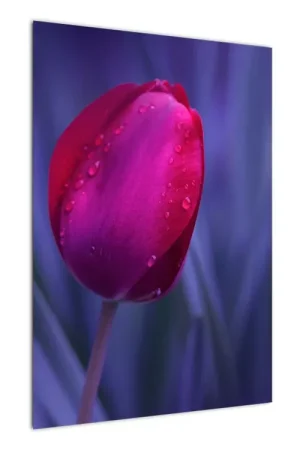 Schilderij - Tulpenknop Zwrot pieniędzy