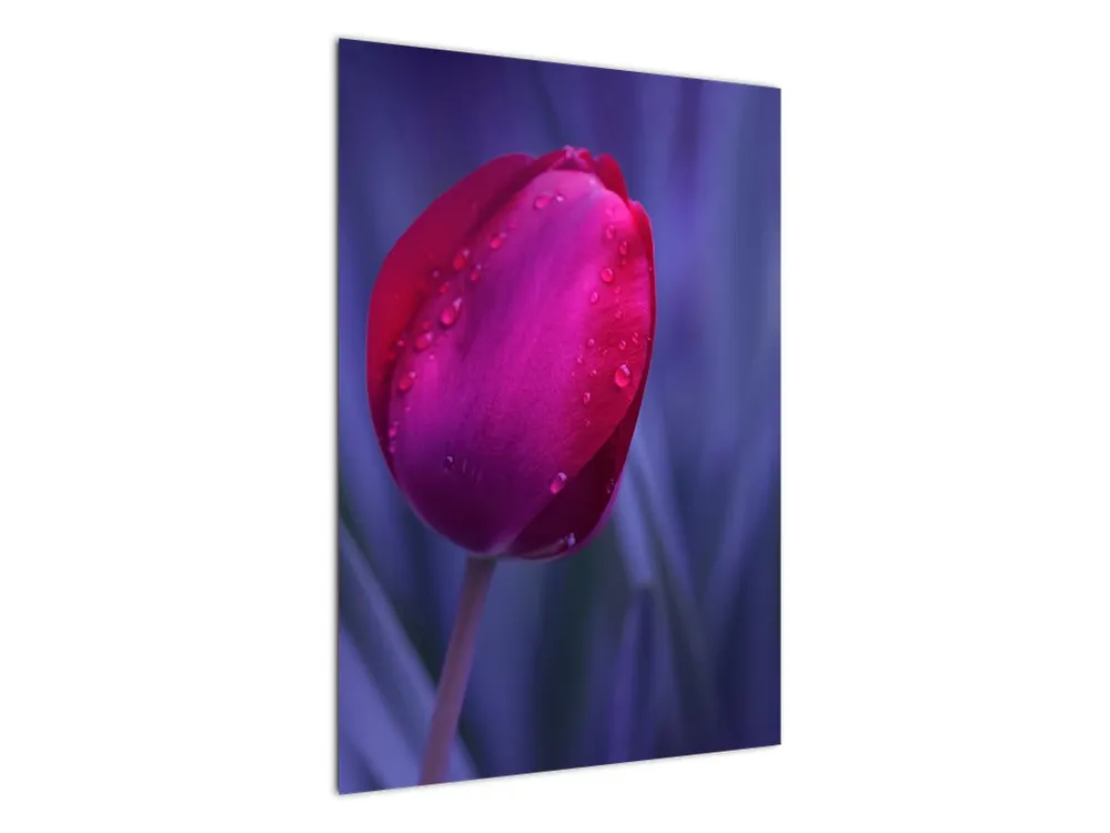 Schilderij - Tulpenknop Zwrot pieniędzy