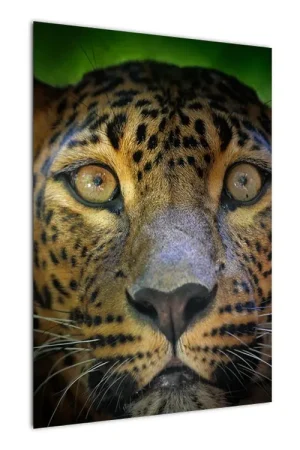 Tani Schilderij - Portret van luipaard, Sri Lanka