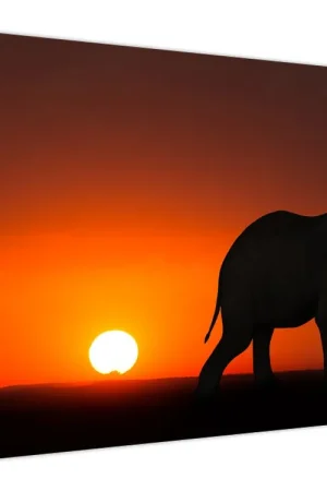 Ekspresowa dostawa Schilderij - Olifant bij zonsondergang