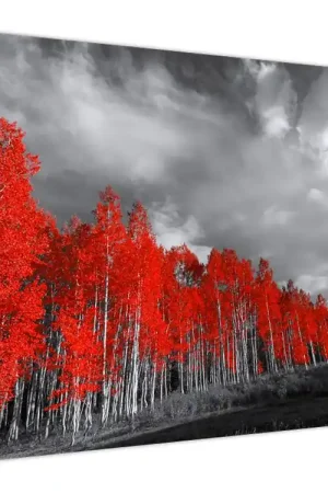 Schilderij - Bomen met mooie herfstkleuren Ekspresowa dostawa