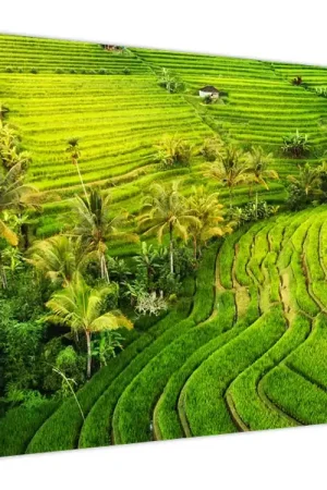 Schilderij - Rijstvelden Autentyczny