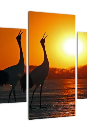 Ostatnia szansa Schilderij - Vogels bij zonsondergang