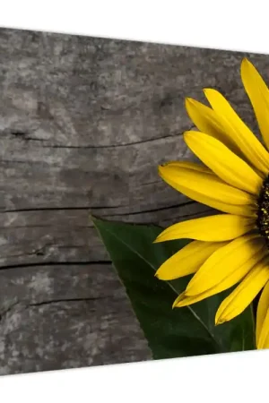 Schilderij - Zonnebloem, bloesem Darmowa dostawa
