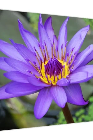 Darmowa dostawa Schilderij - Paarse bloem