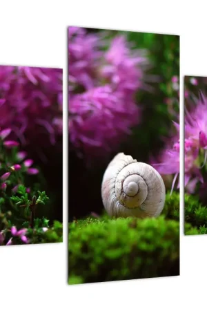 Schilderij - Slakkenhuisje Oferta
