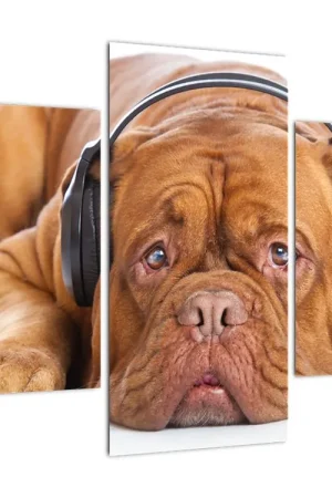 Ostatnia szansa Schilderij - Hond met oordopjes