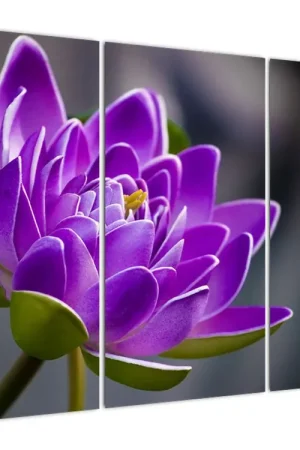 Schilderij - Bloesem Premium