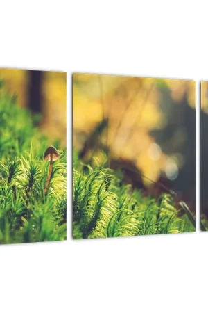 Bezpieczna płatność Schilderij - Mos met paddestoel