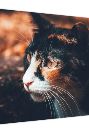 Bezpieczna płatność Schilderij - Blik van een kat