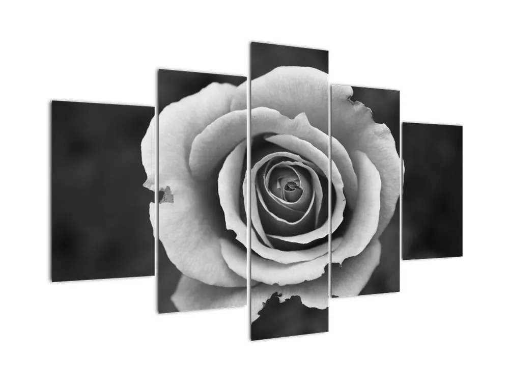 Premium Schilderij - Roos