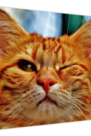 Bezpieczna płatność Schilderij - Knipperende poes