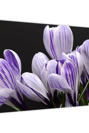 Tylko dziś Schilderij - Paarse crocussen