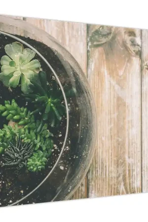 Schilderij - Vetplanten in glas Oryginalny