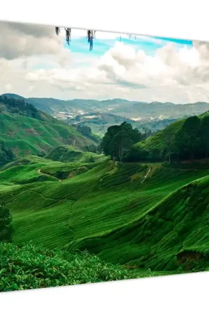 Schilderij - Theeplantages in Maleisië Niska cena