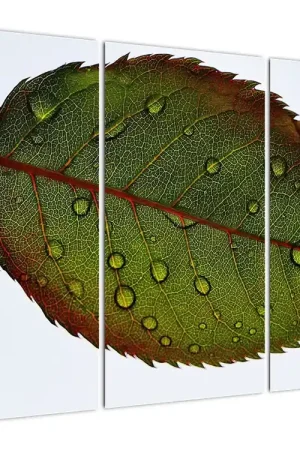 Schilderij - Rozenblad Bezpieczna płatność